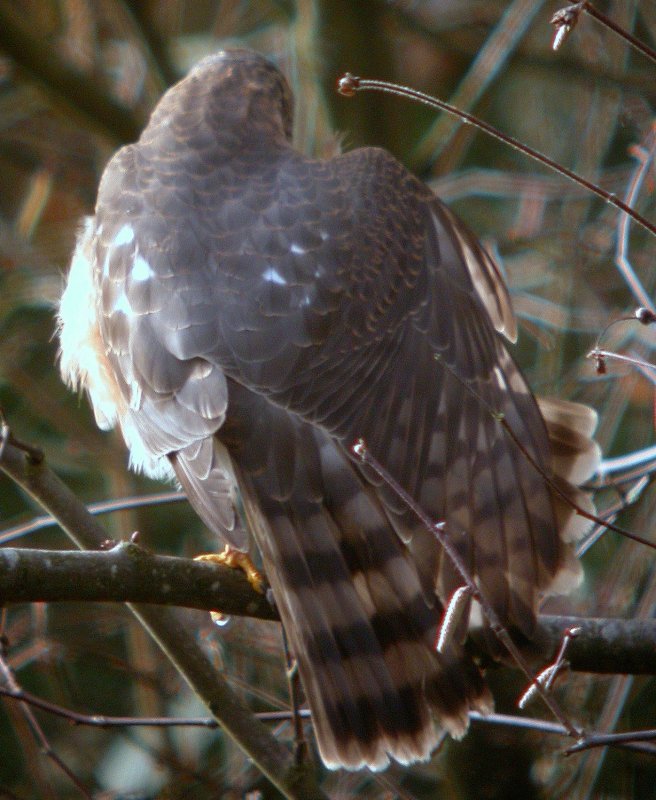 Sharp-shinned Hawk
