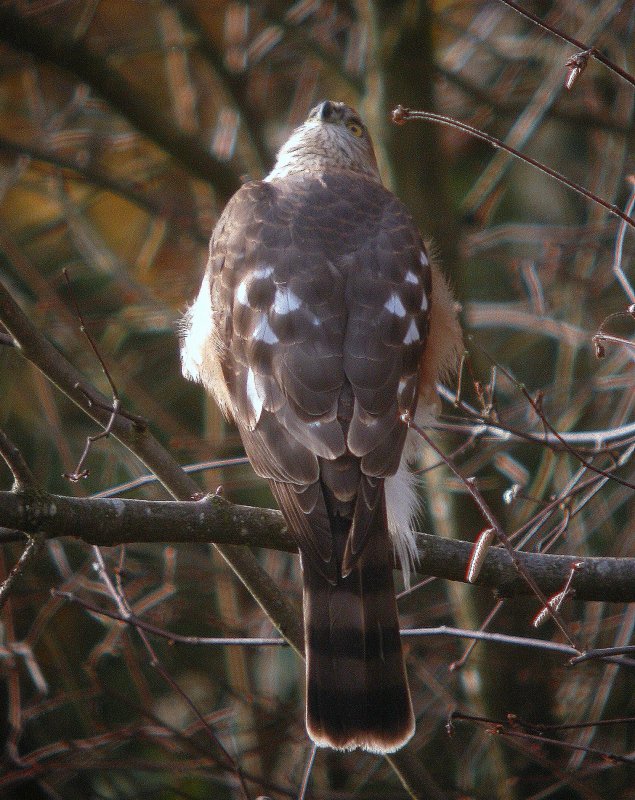 Sharp-shinned Hawk