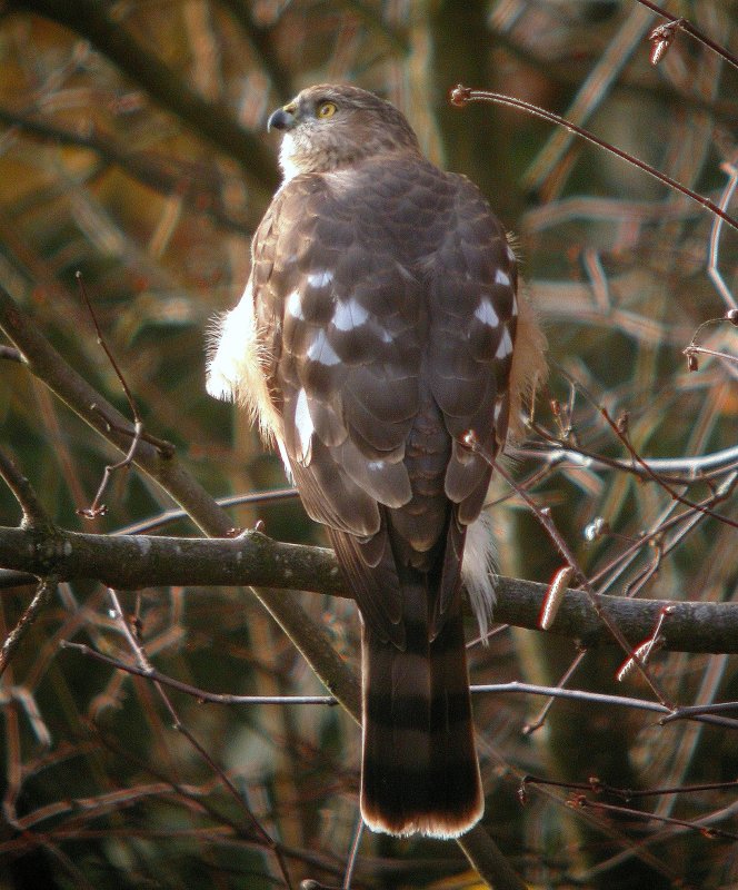 Sharp-shinned Hawk