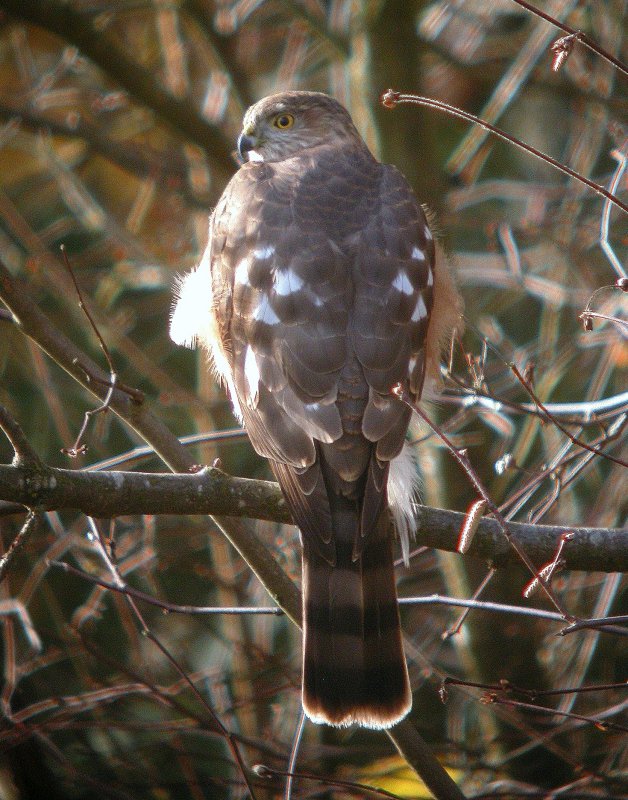 Sharp-shinned Hawk