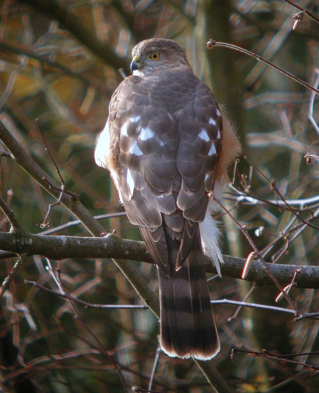 Sharp-shinned Hawk