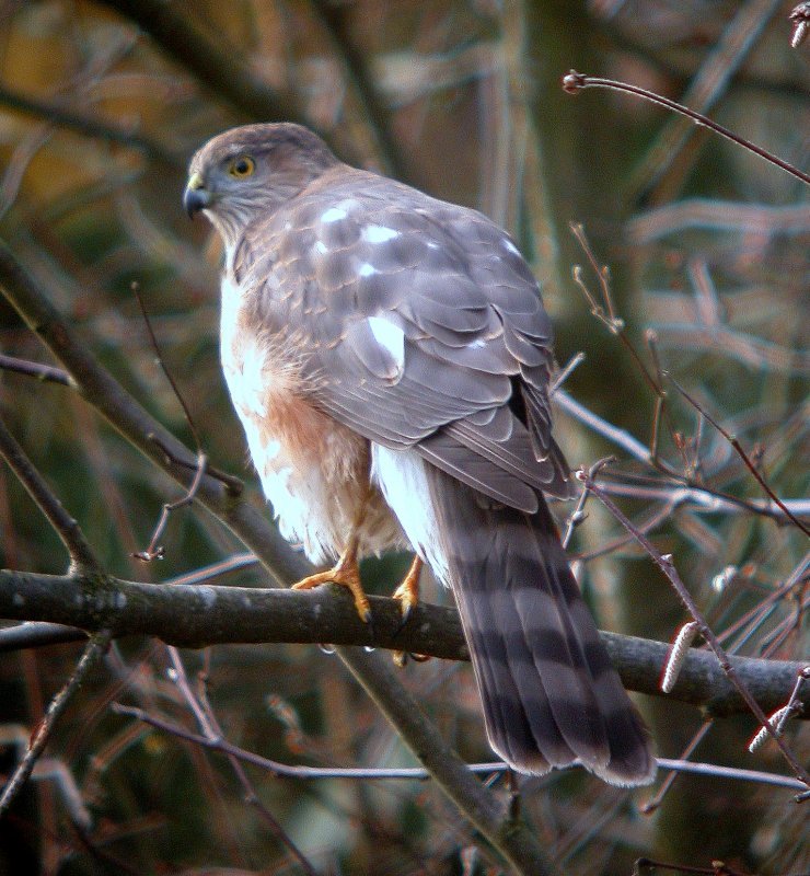 Sharp-shinned Hawk