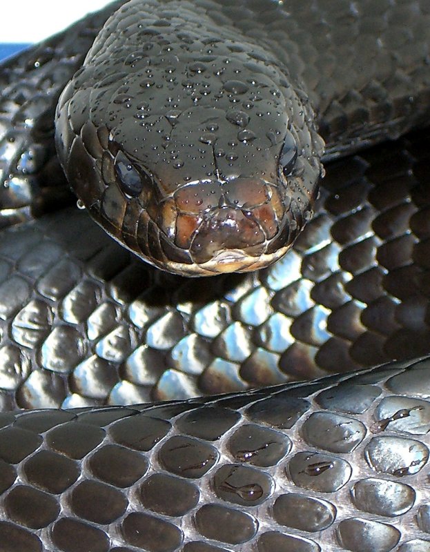 Eastern Indigo Snake