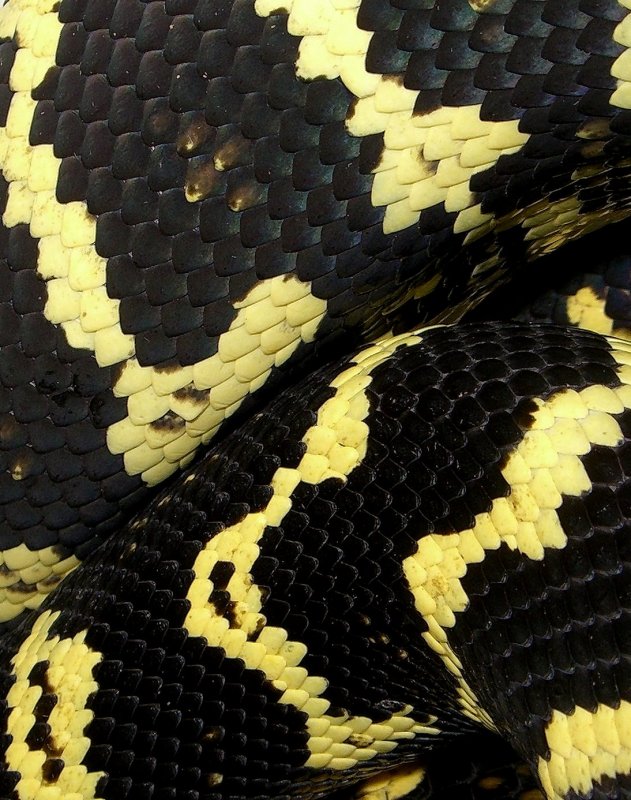 Jungle Carpet Python