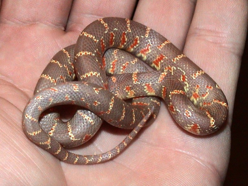 Albino brooksi Florida Kingsnake