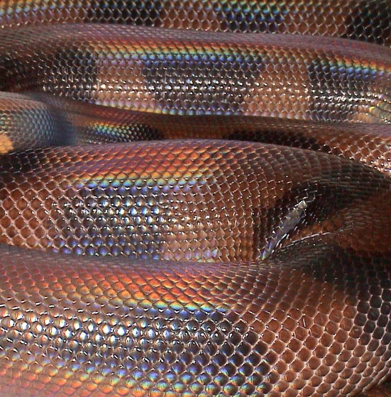 Bismarck Ringed Python