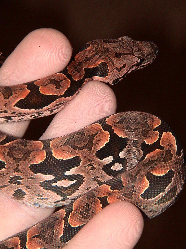 Dumerils Boa