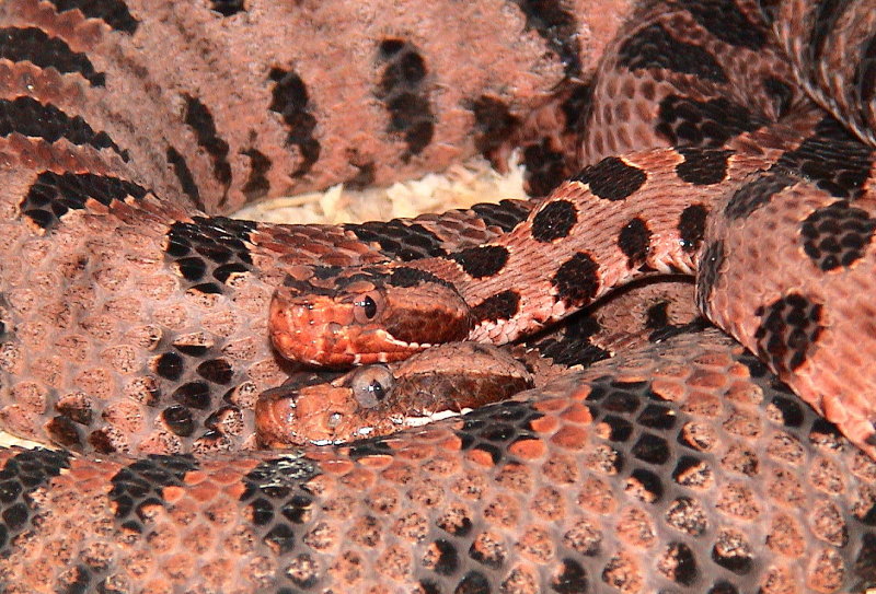 Carolina Red Pygmy Rattlesnake