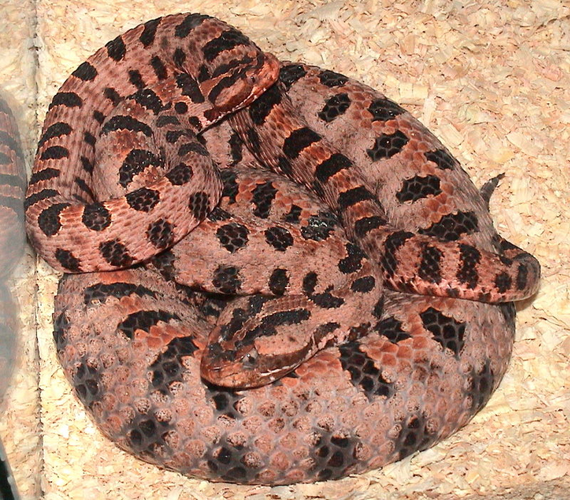 Carolina Red Pygmy Rattlesnake