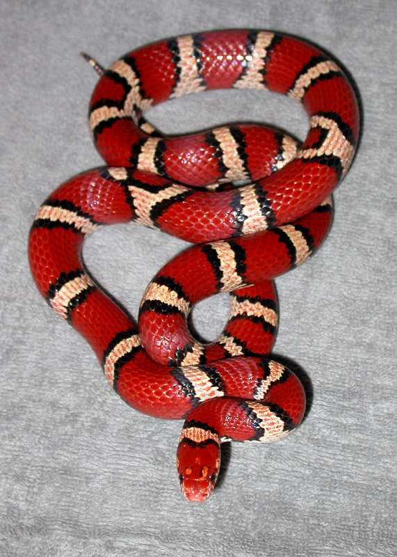 Coastal Plains Milksnake