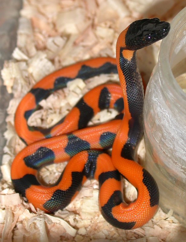 Bismarck Ringed Python