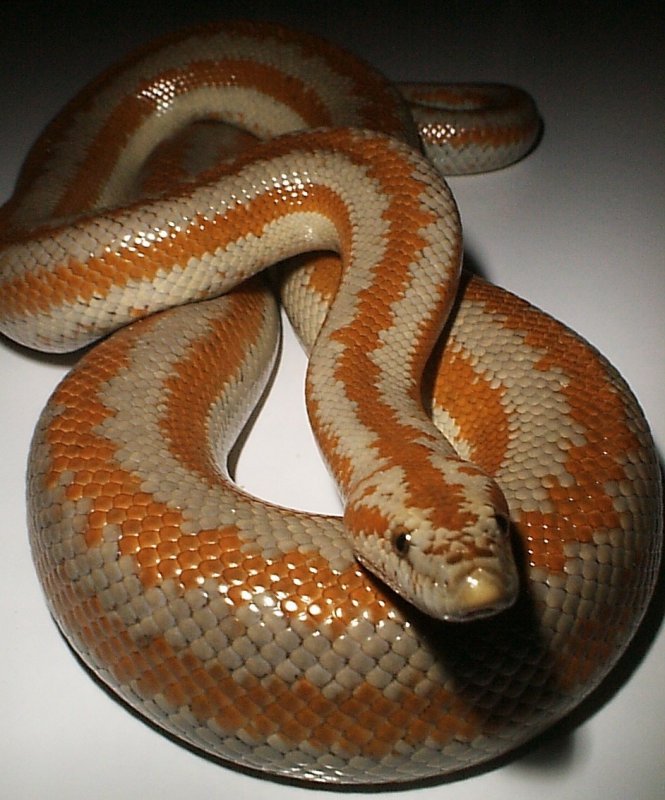 Desert Rosy Boa