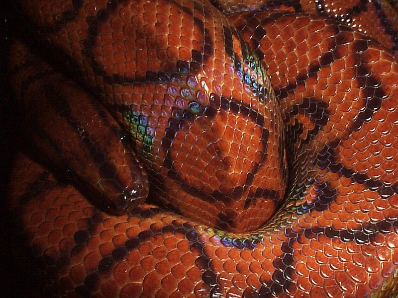 Brazilian Rainbow Boa