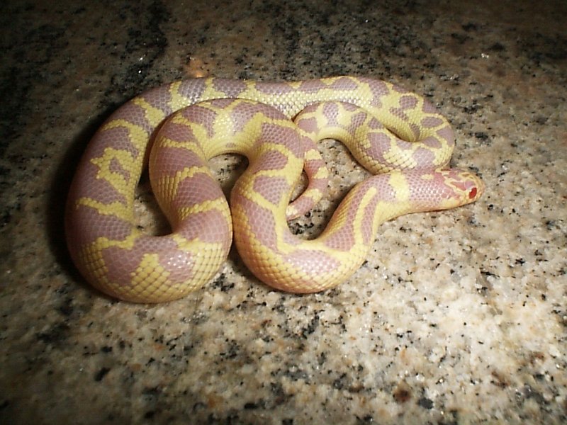 Albino California Kingsnake