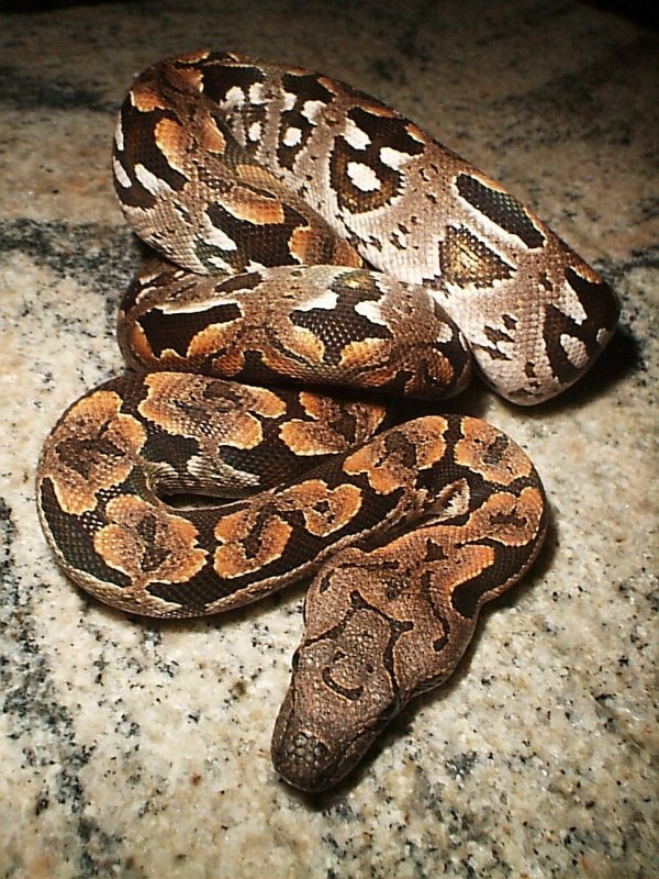 Dumerils Boa