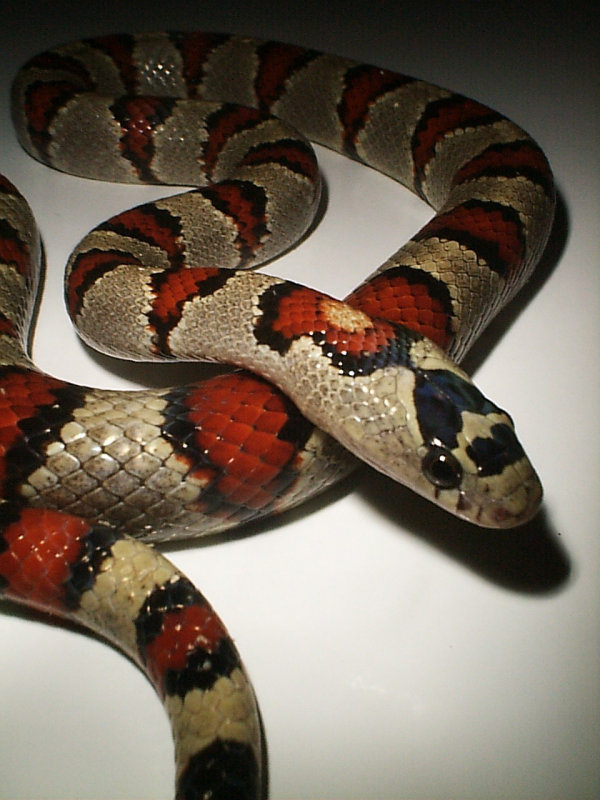 Durango Mountain Kingsnake