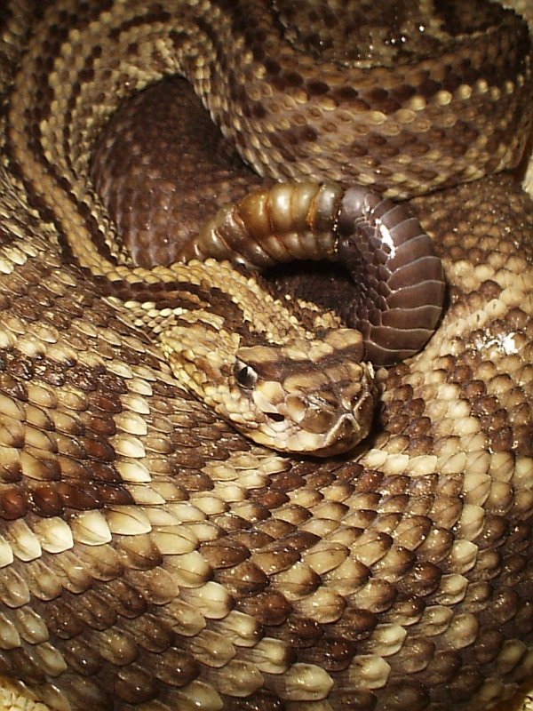 Uracoan Rattlesnake