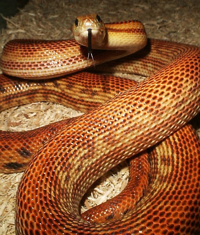 Cape Gopher Snake morph