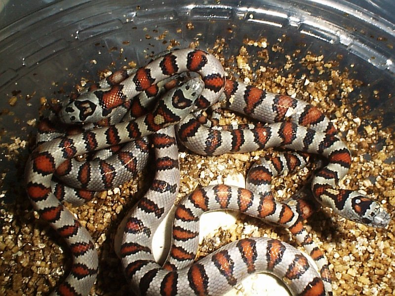 Durango Moutain Kingsnake
