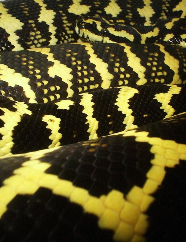 Jungle Carpet Python