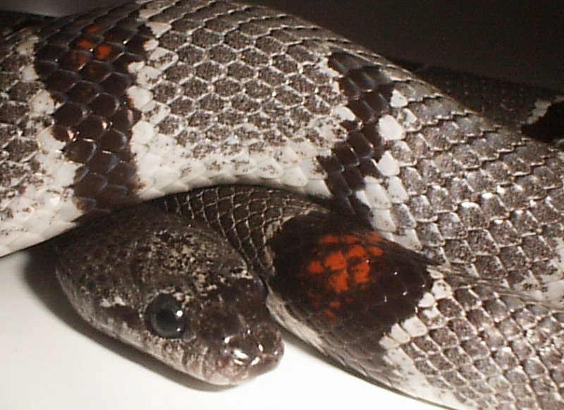 Gray-banded Kingsnake