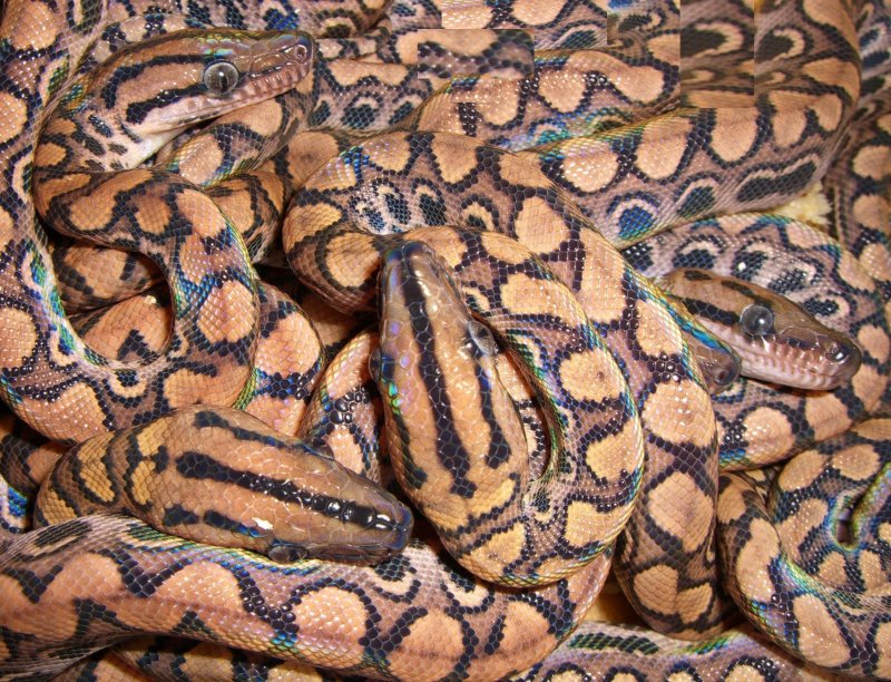 Brazilian Rainbow Boa