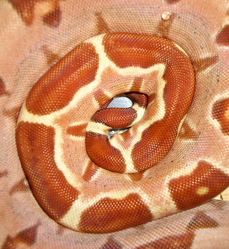 Hypo Boa constictor