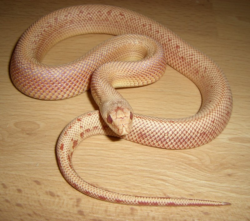 Patternless Albino Southern Pine Snake