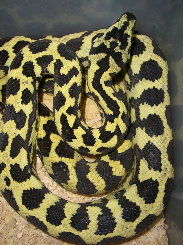 Jungle Carpet Python