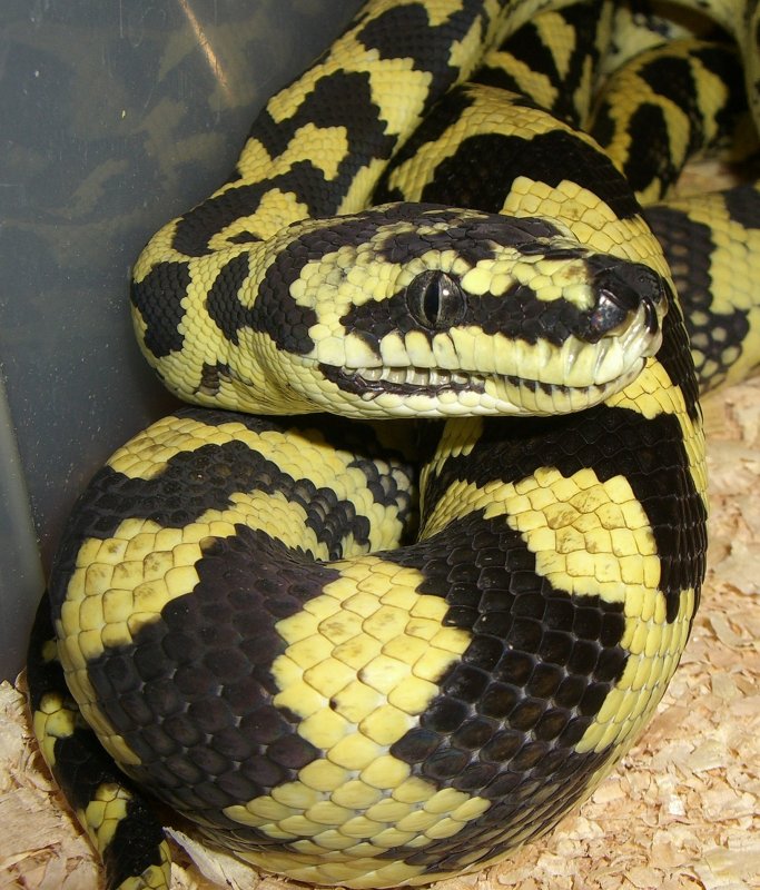 Jungle Carpet Python
