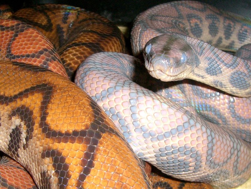 Brazilian Rainbow Boa