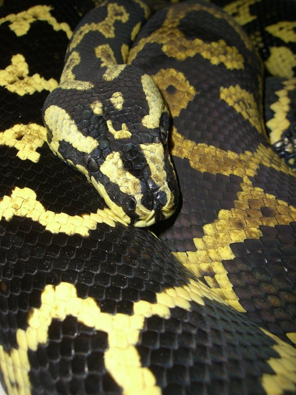 Jungle Carpet Python