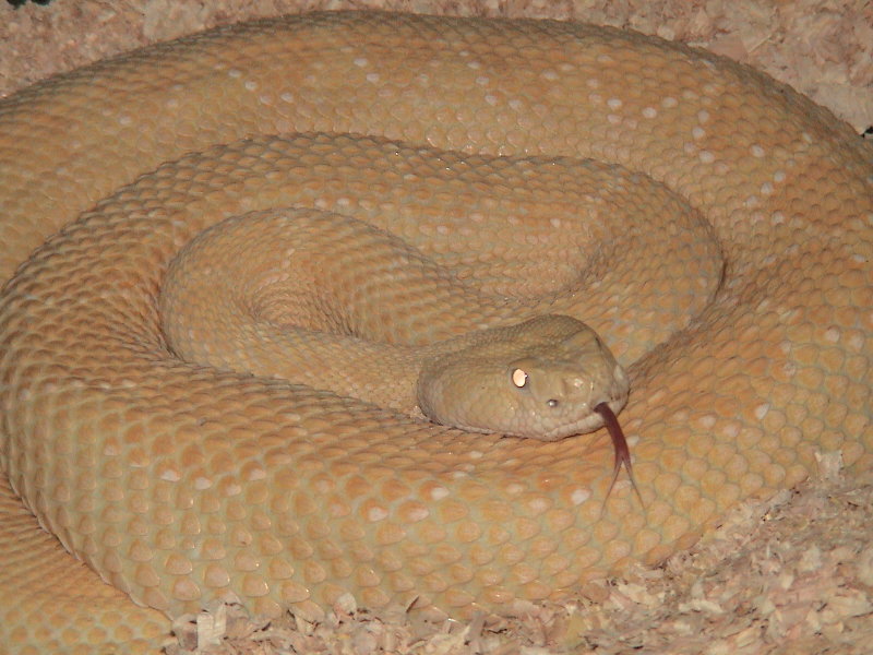 Albino Western Diamondback Rattlesnake