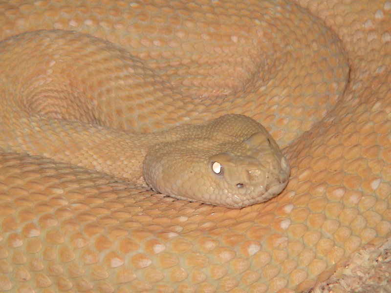 Albino Western Diamondback Rattlesnake