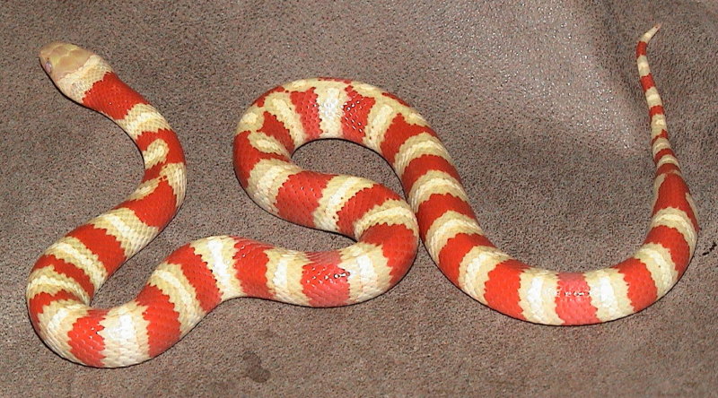 Albino Ruthvens Kingsnake