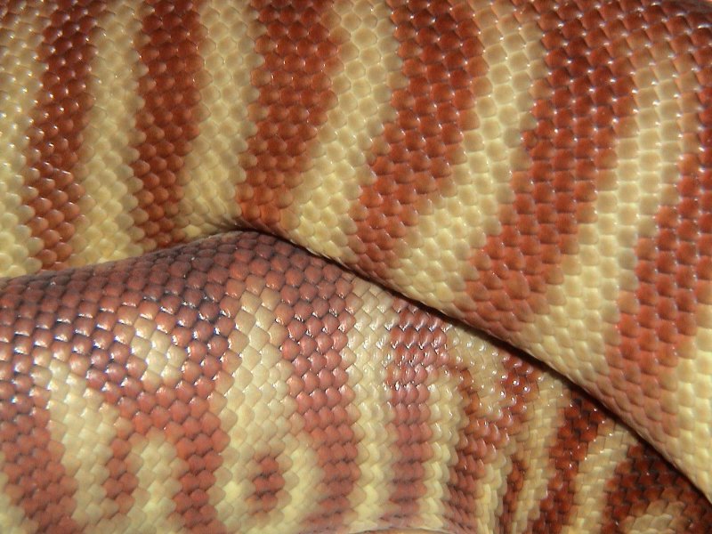 Woma