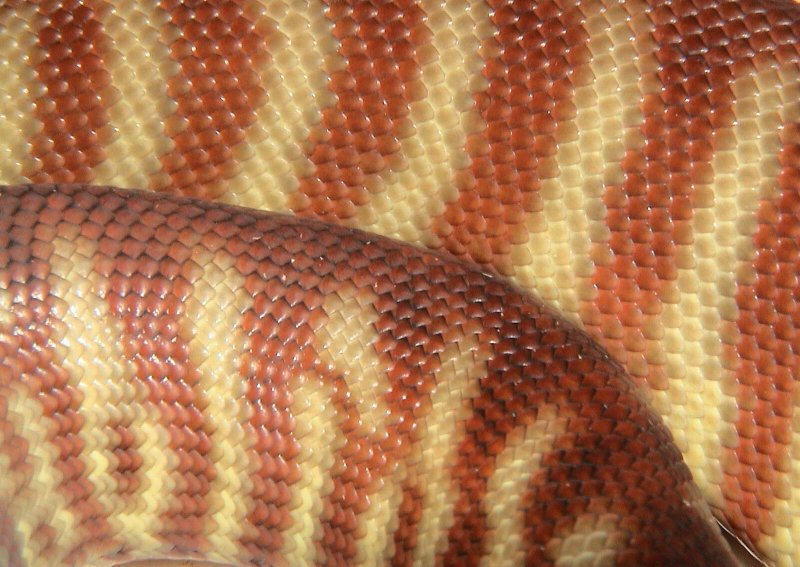 Woma