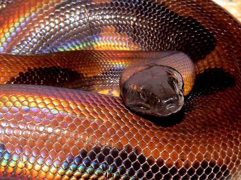 Bismarck Ringed Python