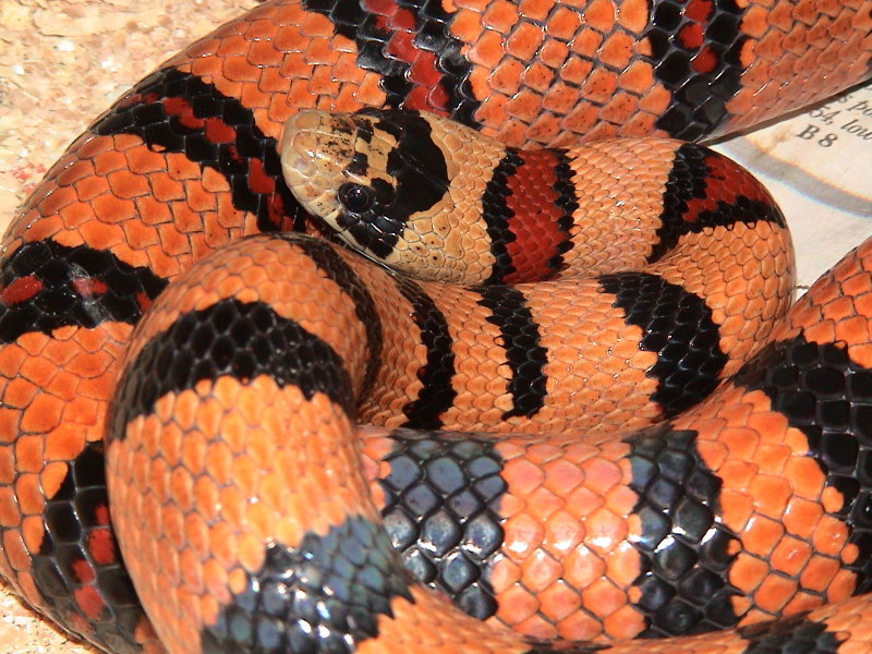 Nuevo Leon Kingsnake