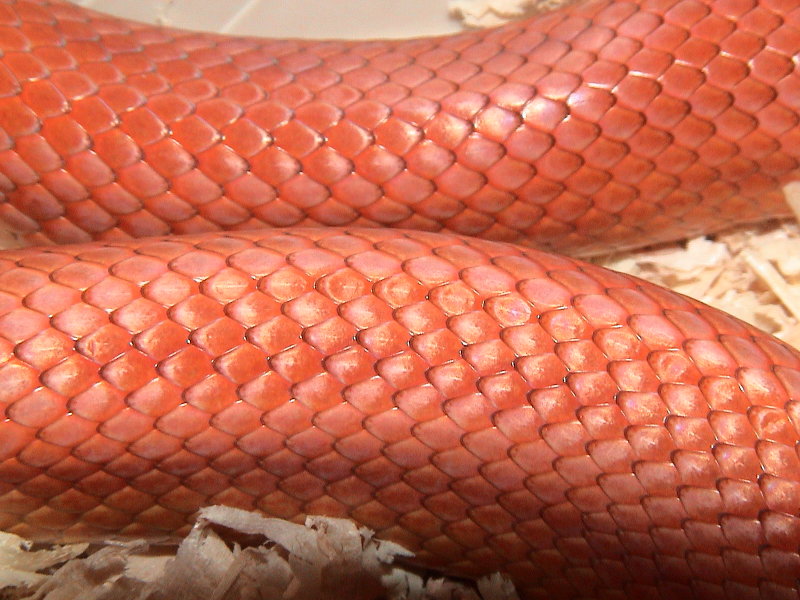Patternless Corn Snake