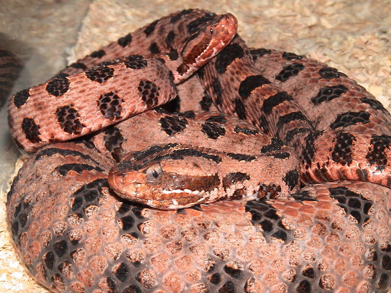 Carolina Red Pygmy Rattlesnake