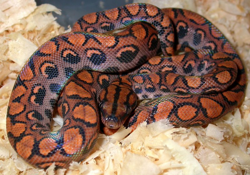 Brazilian Rainbow Boa