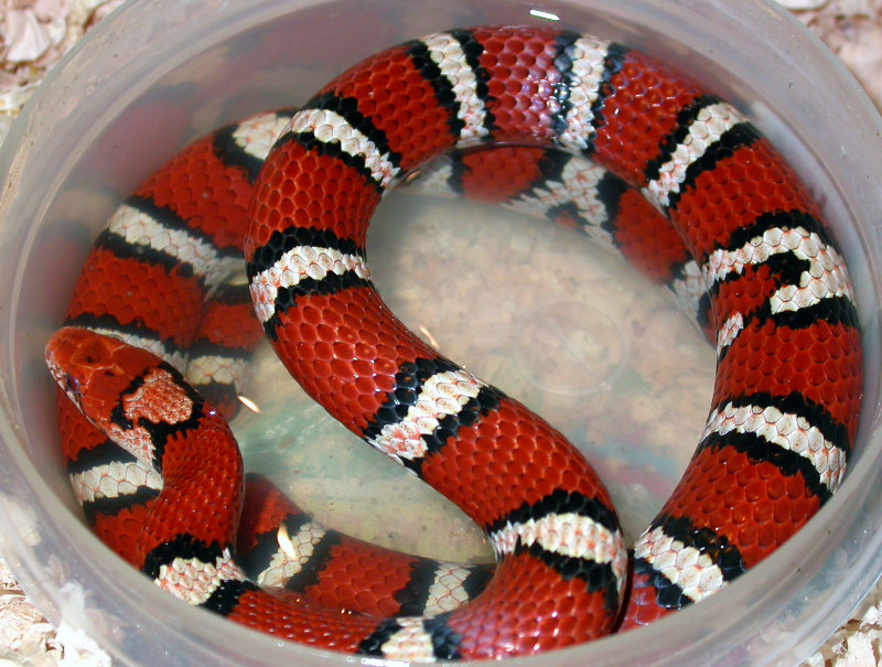 Coastal Plains Milksnake