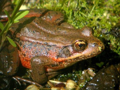 Red-legged Frog