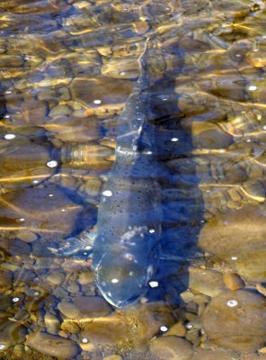 Live Chinook