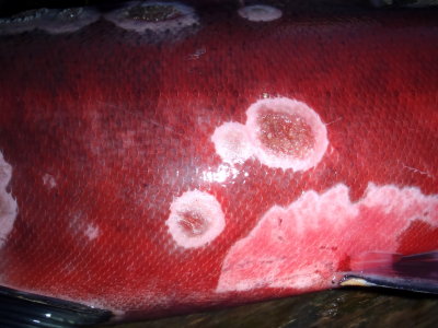 Coho