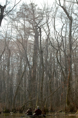 The Big Woods, Arkansas 2006