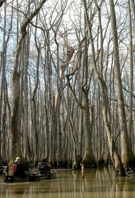 The Big Woods, Arkansas 2006