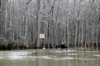 The Big Woods, Arkansas 2006