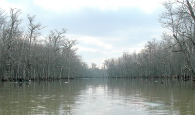 The Big Woods, Arkansas 2006